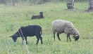 Wiesen und Schafe